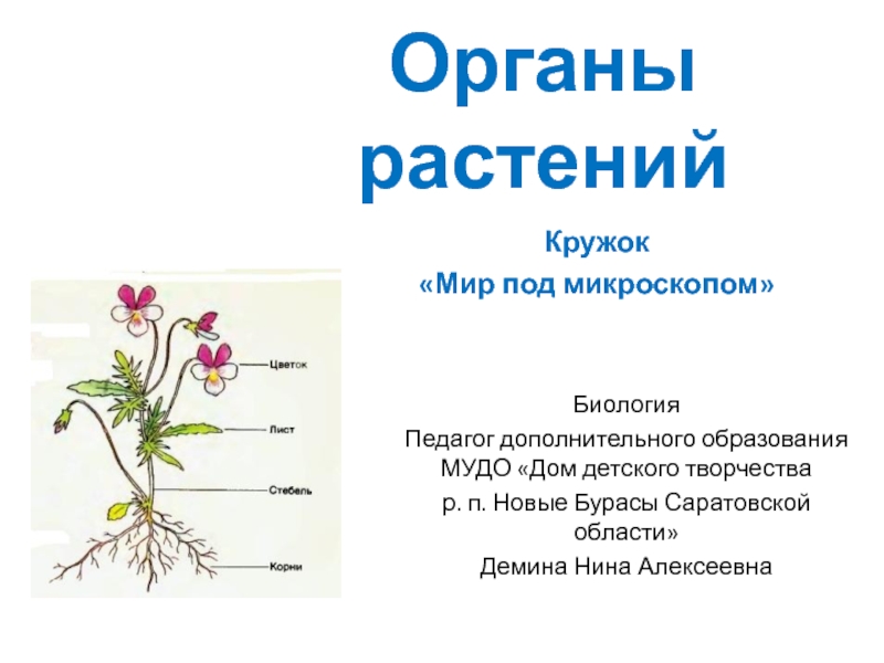 Презентация Органы растений