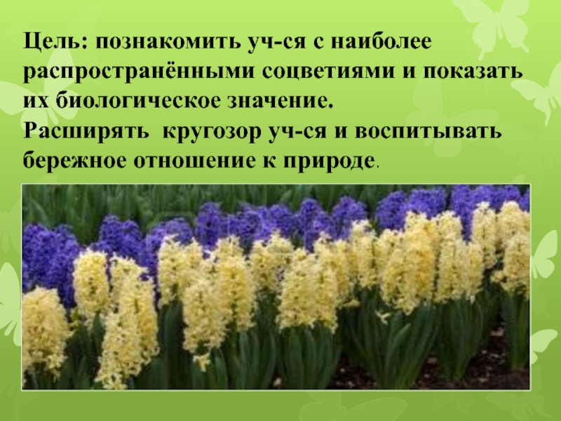 Значение соцветия. Значение соцветий в природе. Колокольчик Тип соцветия. Какое соцветие у колокольчика. Значение соцветий в приполе.