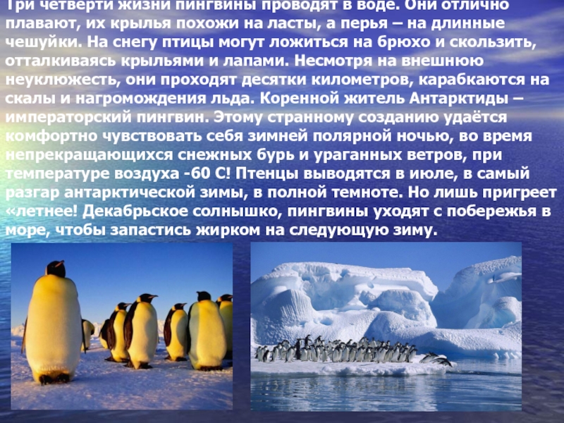 Сообщение о животных антарктиды