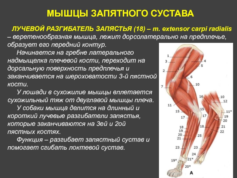 МЫШЦЫ ЗАПЯТНОГО СУСТАВАЛУЧЕВОЙ РАЗГИБАТЕЛЬ ЗАПЯСТЬЯ (18) – m. extensor carpi radialis – веретенообразная мышца, лежит дорсолатерально на