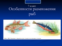 Особенности размножения рыб