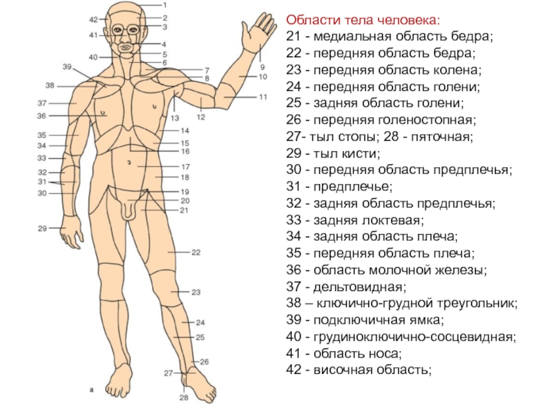 Названия части тела человека фото с названиями