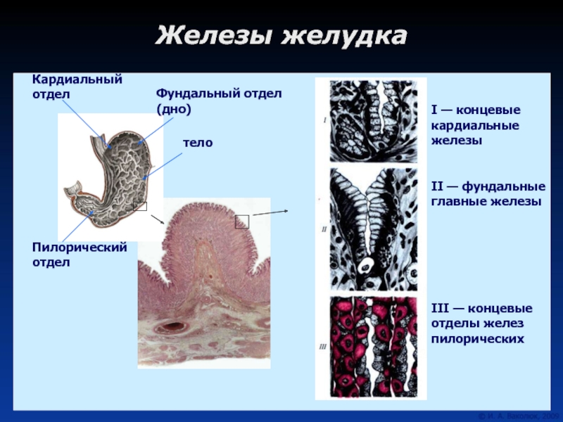 Группы железистых клеток. Кардиальные фундальные и пилорические железы желудка. Железы слизистой оболочки желудка. Кардиальные железы желудка клетки. Пилорические железы желудка функции.