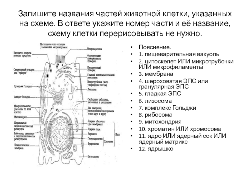 Напишите название частей животной клетки указанных на схеме