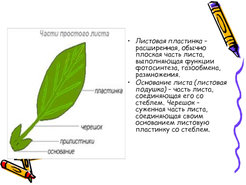 Основные части листа. Основание черешок листовая пластинка листа. Часть листа соединяющая лист со стеблем. Черешок это часть листа. Как называются части листа.