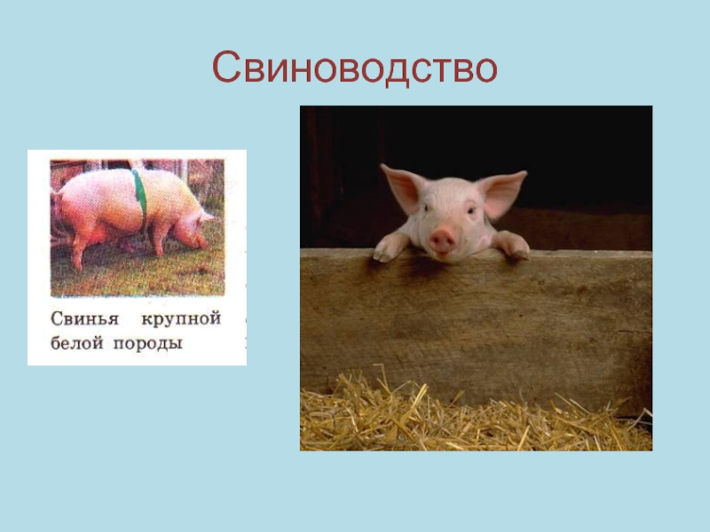Свинья информация. Презентация на тему свиноводство. Свиноводство доклад. Свинья проект. Свиноводство окружающий мир.