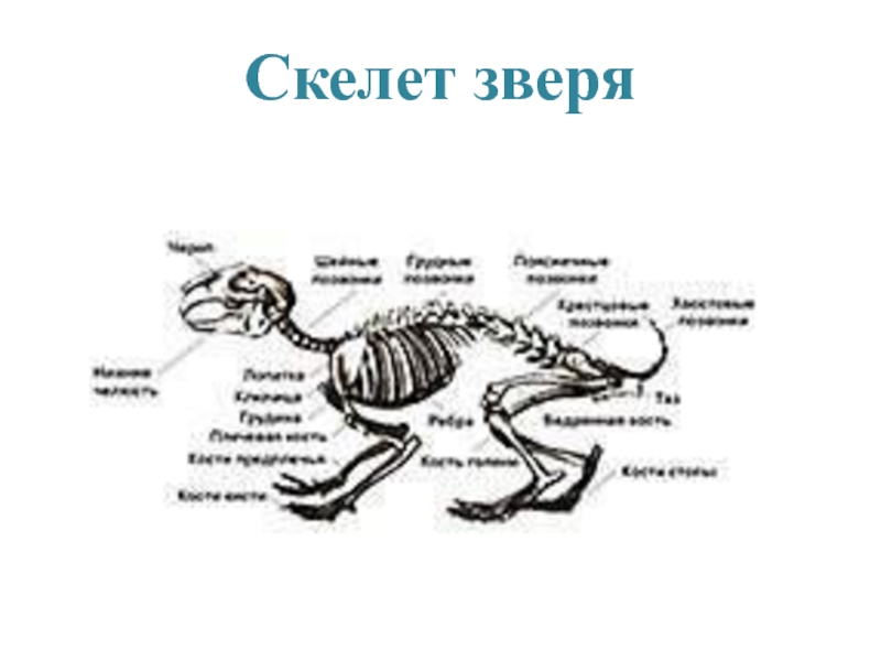 Виды скелетов животных. Скелеты животных. Типы скелетов у животных. Наружный и внутренний скелет у животных. Скелет животных презентация.
