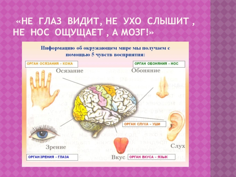 Не слышит ухо. Не глаз видит не ухо слышит не нос ощущает а мозг. Глаза не видели уши не слышали. Видит мозг а не глаз. Мозг не слышит уши.