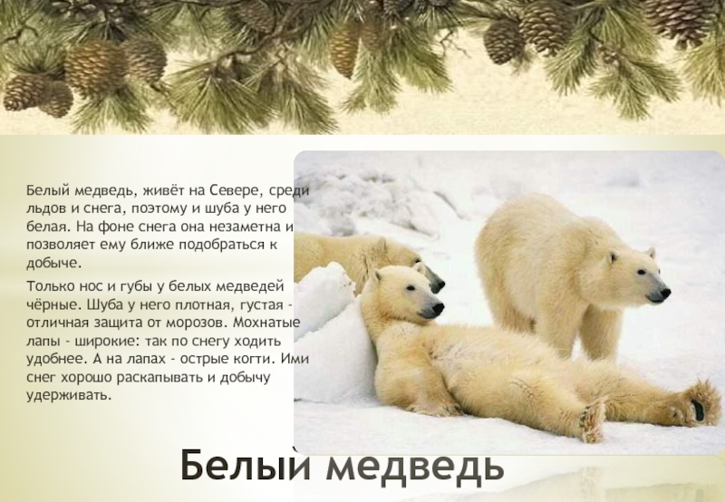 Медведи живут на севере. Белые медведи живут. Живем на севере медведь. Животные Архангельской области. Белый медведь обитает среди вечных льдов и снегов.