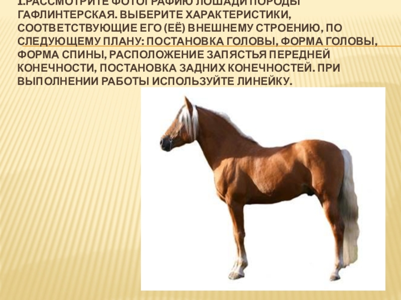 Верховой характеристика. Гафлинтерская порода лошади. Породы лошадей для детей. Характеристика коня. Внешнее строение лошади.