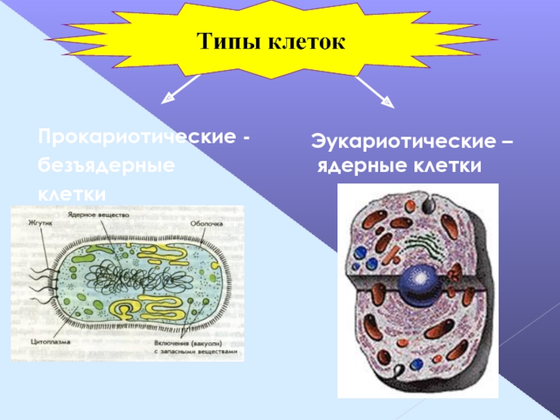 3 типа клеток. Клетки бывают двух видов прокариотические и эукариотические. Типы клеток. Типы эукариотических клеток. Безъядерные эукариотические клетки.