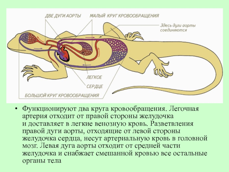 Круги кровообращения у рептилий. Пищеварительная система ящерицы. Строение кровеносной системы ящерицы. Схема строения кровеносной системы ящерицы. Правая дуга аорты пресмыкающихся отходит от.