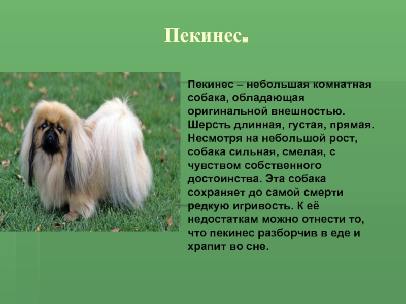 Пекинес собака фото описание породы и характера