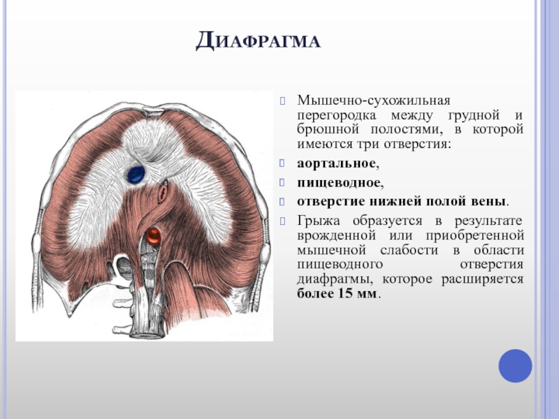 Отверстия диафрагмы