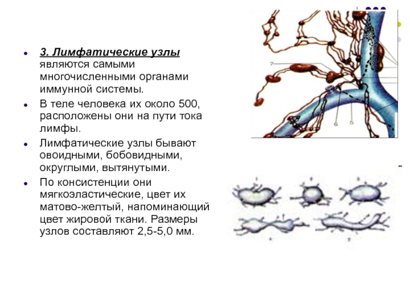 Ток лимфы в организме человека схема