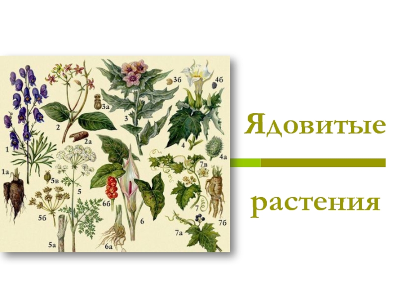 Презентация Презентация Ядовитые растения Оренбургской области