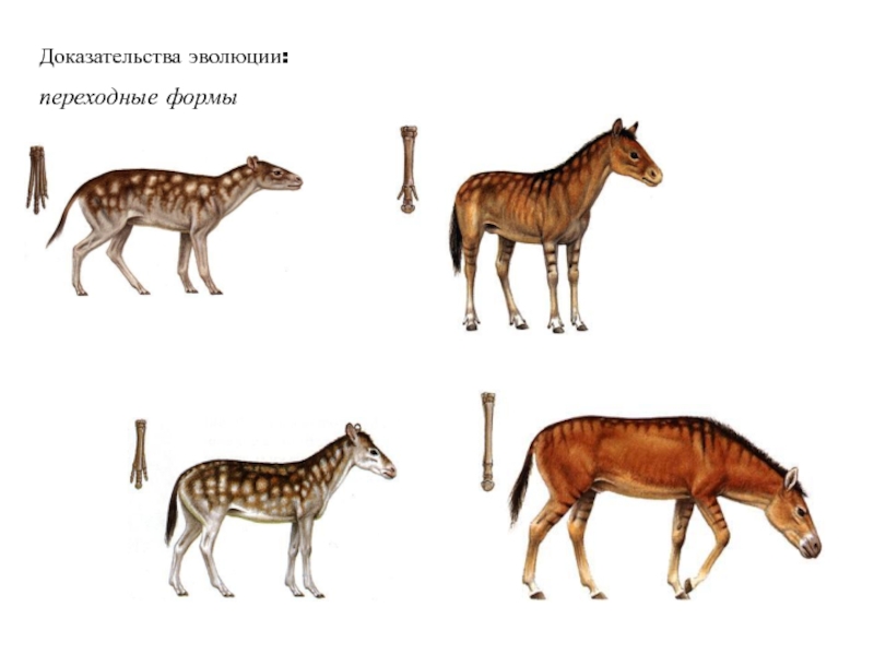 Формы доказательств эволюции. Переходные доказательства эволюции.