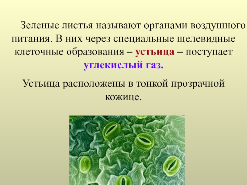 Воздушное питание фотосинтез презентация