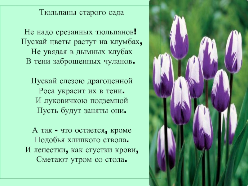 Стихи про тюльпаны и весну. Стихи про тюльпаны. Тюльпаны для презентации. Стихотворение про тюльпан.