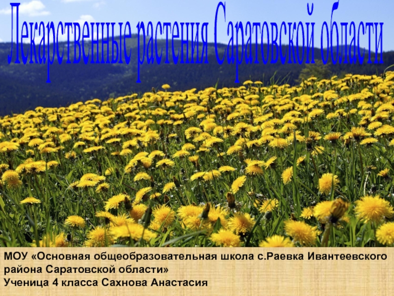 Презентация Лекарственные растения Саратовской области