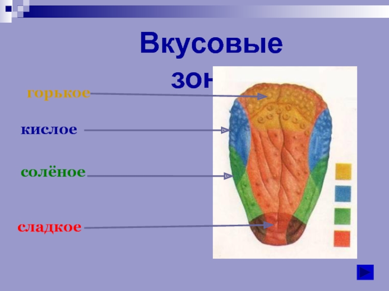 Рисунок языка биология