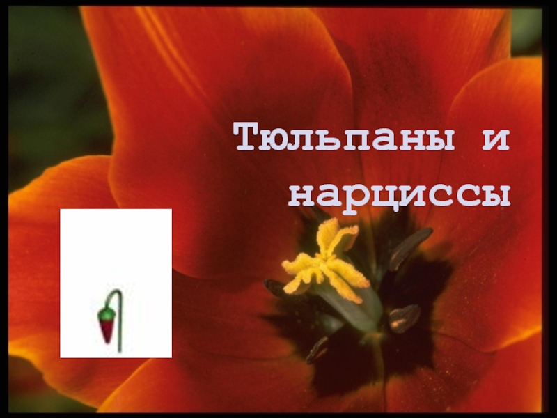 Презентация Тюльпаны и нарциссы