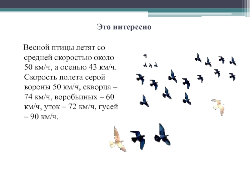 Скорость полета гуся. Скорость полёта птиц таблица. Средняя скорость полета птицы. Скорость перелета птиц. Средняя скорость утки.