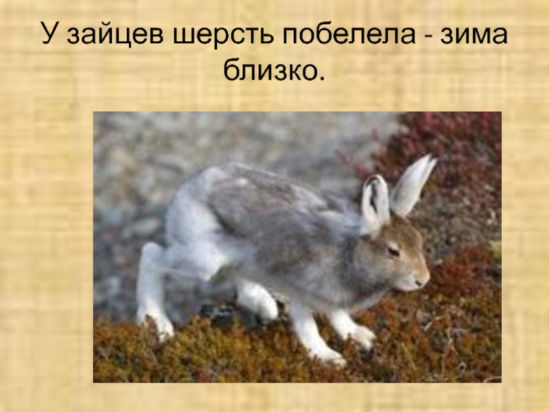 Цвет шерсти зайца. Линька зайца беляка. Зайчик меняет шубку. У зайца шерсть побелела зима близко. Заяц линяет.