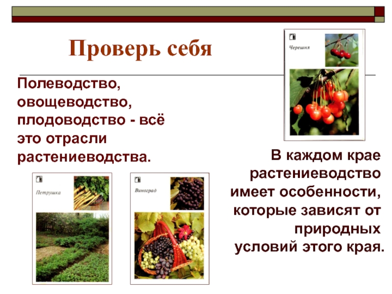 Отрасль овощеводства. Отрасли растениеводства. Растениеводство презентация. Отрасли растениеводства Плодоводство. Доклад на тему отрасли растениеводства.