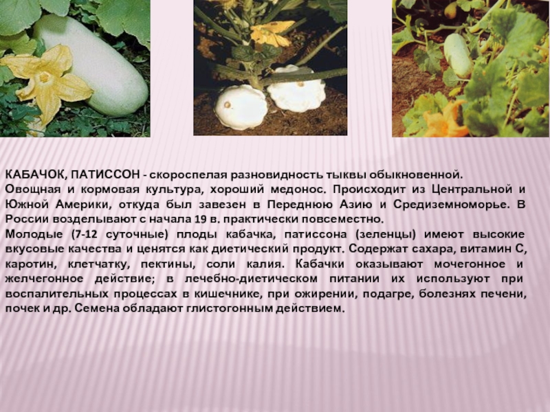 КАБАЧОК, ПАТИССОН - скороспелая разновидность тыквы обыкновенной. Овощная и кормовая культура, хороший медонос. Происходит из Центральной и