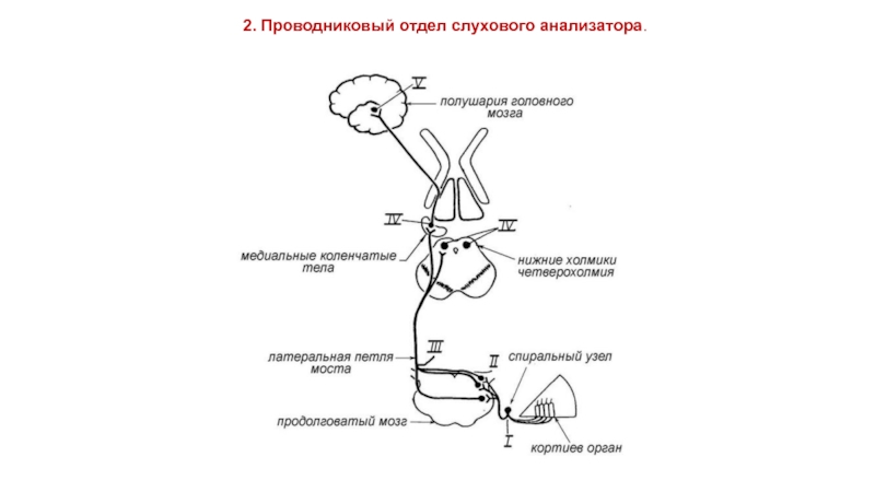 Схема слухового пути