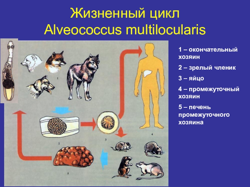 Распространенность гименолепидоза на территории России Жизненный цикл Alveococcus multilocularis1 – окончательный хозяин2 – зрелый членик3 – Жизненный цикл  Alveococcus multilocularis1 – окончательный хозяин2 – зрелый членик3 – яйцо4 – промежуточный хозяин5 –