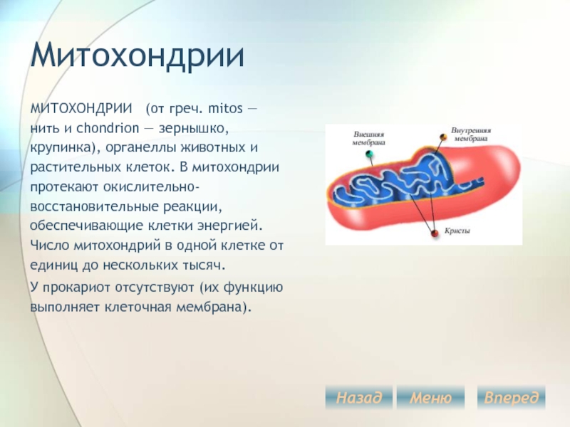 Митохондрии отсутствуют в клетках растений. У кого есть митохондрии в клетке. Митохондрии отсутствуют у. Митохондрии отсутствуют в клетках. Что есть в митохондриях.