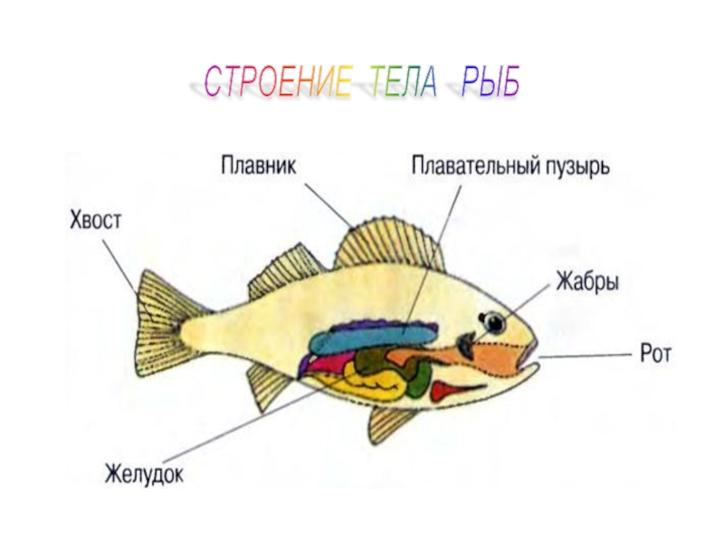 Кто такие рыбы презентация 1. Строение тела рыбы. Карась строение тела. Щука строение тела. Модели строения тела рыбки.