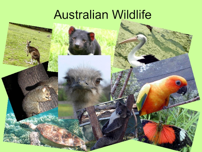 Презентация Australian Wildlife