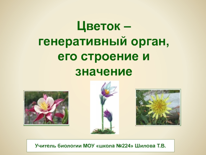 Презентация Цветок – генеративный орган, его строение и значение