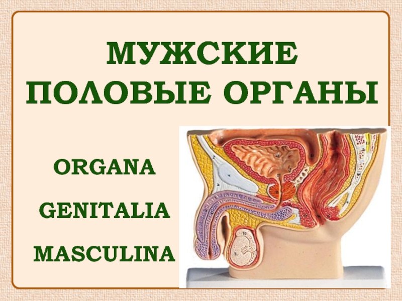 Презентация мужские половые органы
organa
genitalia
masculina