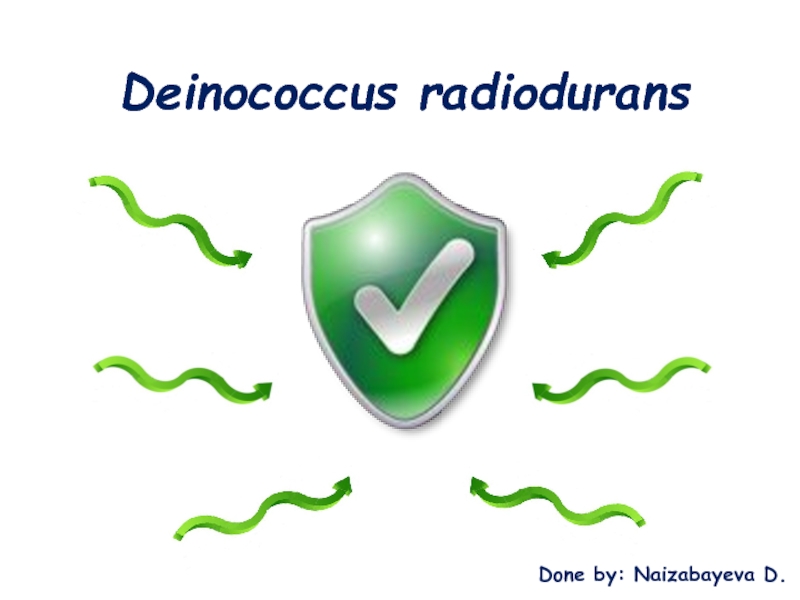 Презентация Deinococcus radiodurans