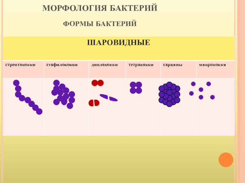 Морфология бактерий презентация - 90 фото