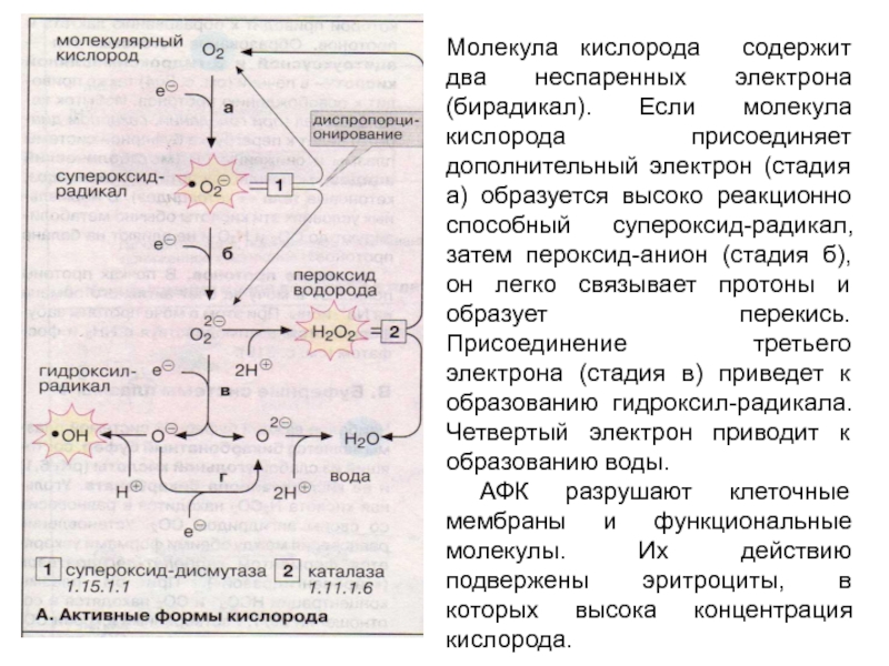 Молекулярный кислород образуется. Супероксид анион кислорода. Супероксид анион радикал. Молекулярный кислород. Молекула кислорода бирадикал.