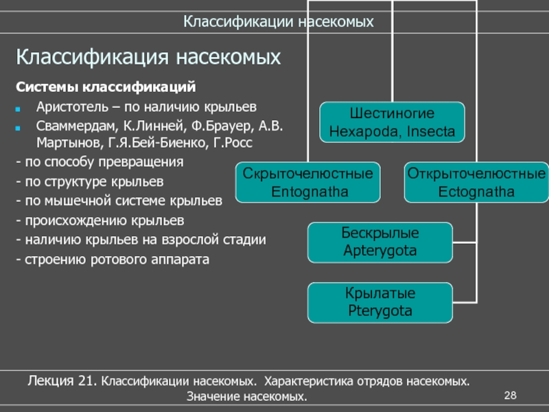 Классификация насекомых схема