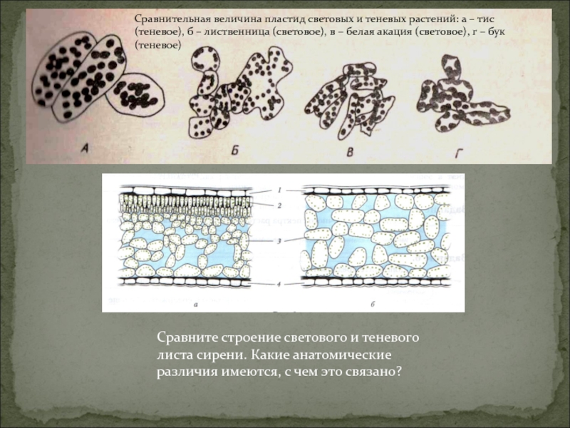 Особенности строения теневых листьев. Строение пластид изучают с помощью метода микроскопии. Способность к делению пластид. Отсутствие пластид у грибов или у растений. Образовательной ткани растений:наличие пластид.