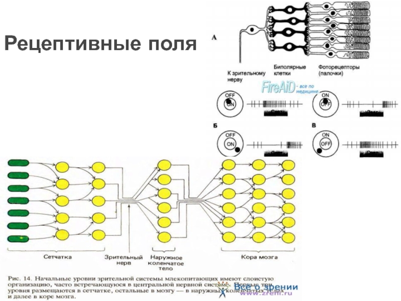 Рецептивное поле рефлекса