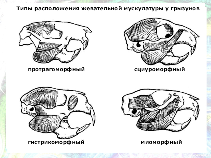 Череп морской свинки. Строение черепа морской свинки. Анатомия черепа морской свинки. Череп особенности строения и функции млекопитающих. Форма - строение черепа морской свинки..