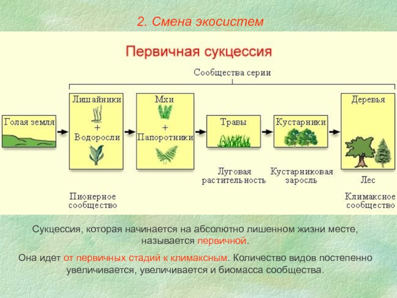 Последовательность этапов сукцессии. Цепочка первичной сукцессии. Экологическая сукцессия первичная и вторичная. Сукцессии экологических систем. Схема развития вторичной сукцессии.