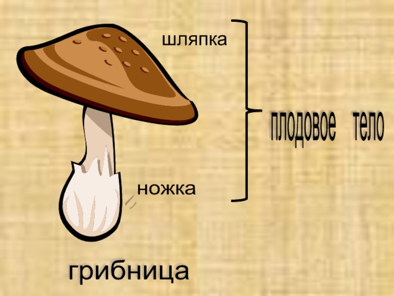 Слово грибница. Шляпка ножка грибница. Строение шляпки гриба. Части гриба шляпка и ножка для дошкольников. Рисунок шляпочных грибов.