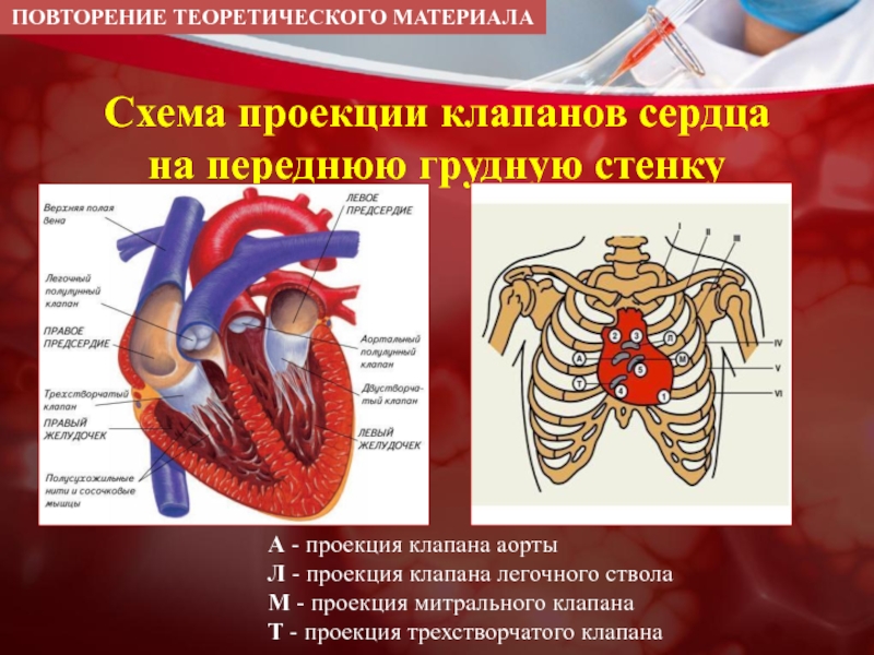 Места проекции клапанов сердца