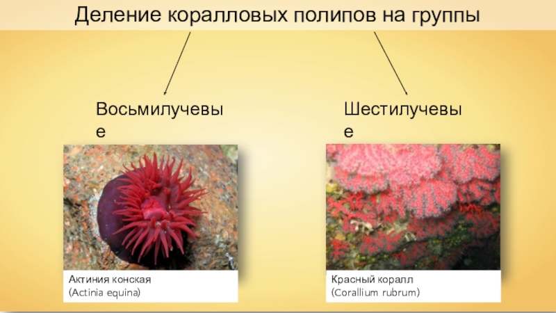 Презентация о коралловых полипах