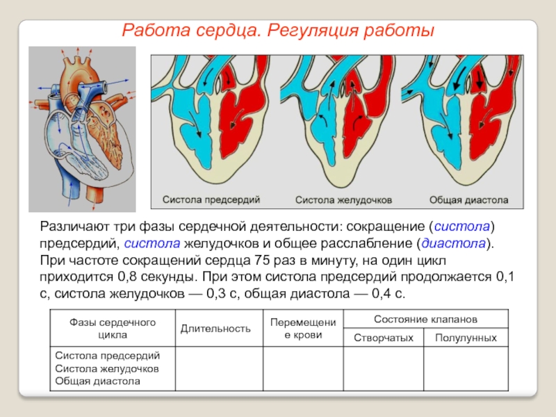 Определить частоту сокращения сердечной мышцы