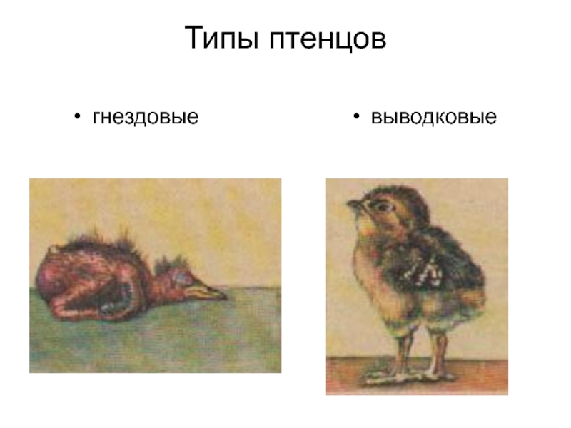 Используя рисунок 164 найдите черты отличия выводковых и гнездовых птиц